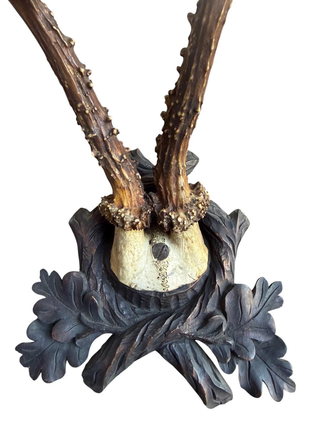 Roe Deer Trophy 162, Black Forest Antlers Mount, 1900s