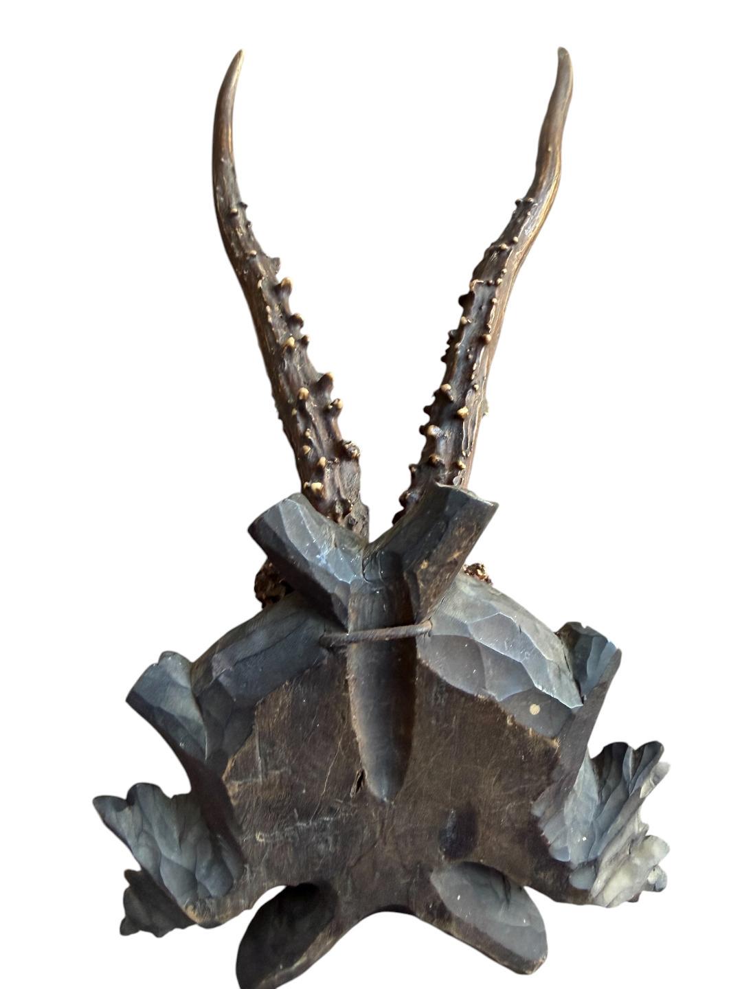 Roe Deer Trophy 162, Black Forest Antlers Mount, 1900s