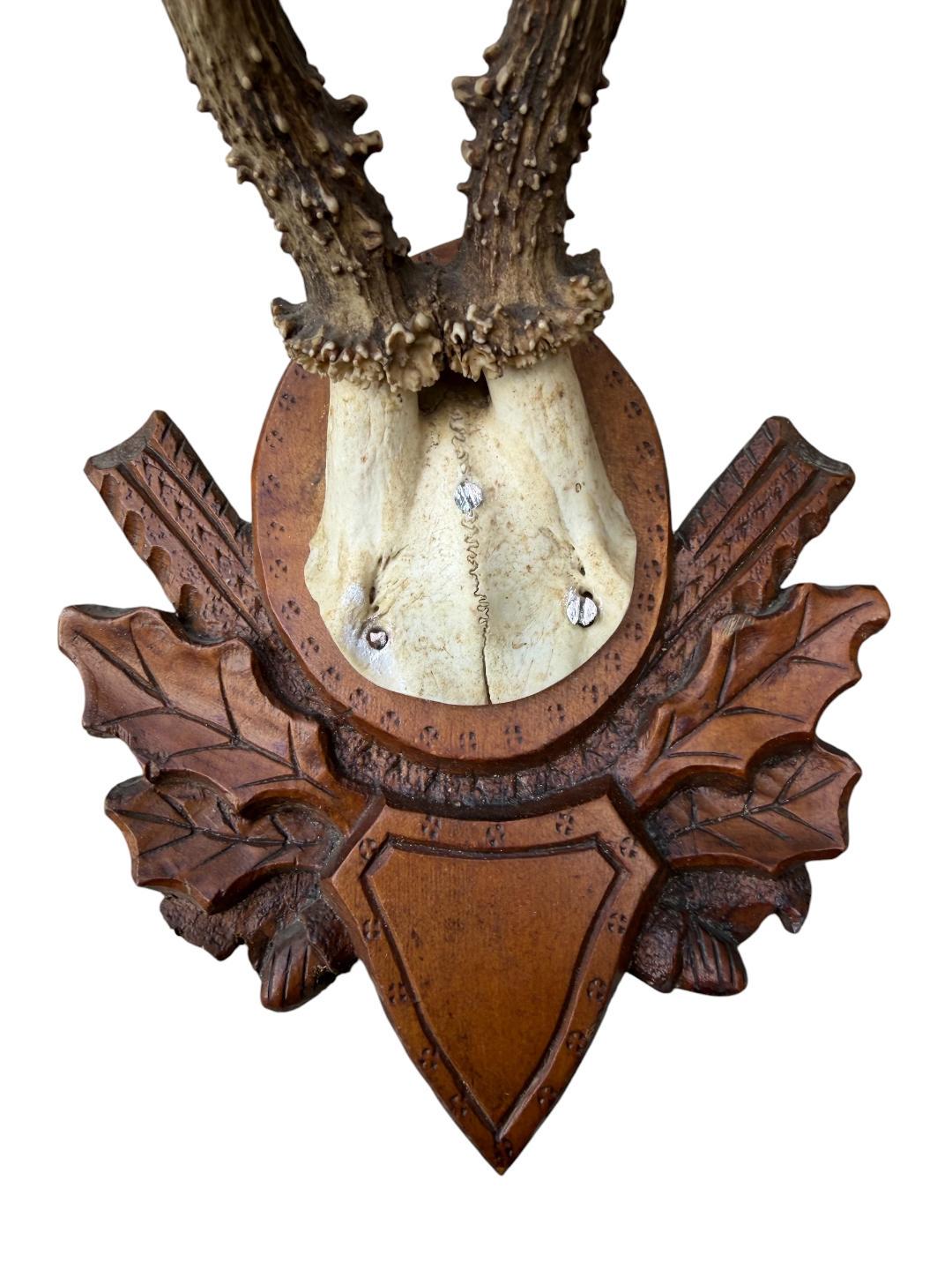 Roe Deer Trophy 147, Black Forest Antlers Mount, 1900s