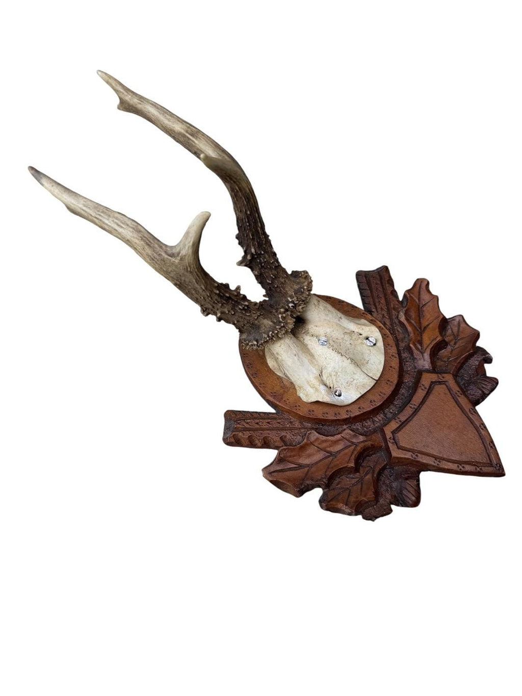 Roe Deer Trophy 147, Black Forest Antlers Mount, 1900s