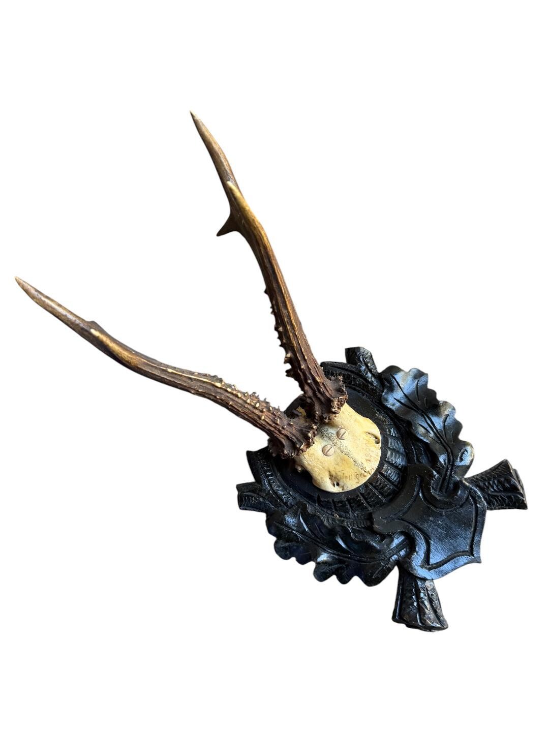 Roe Deer Trophy 175, Black Forest Antlers Mount, 1900s