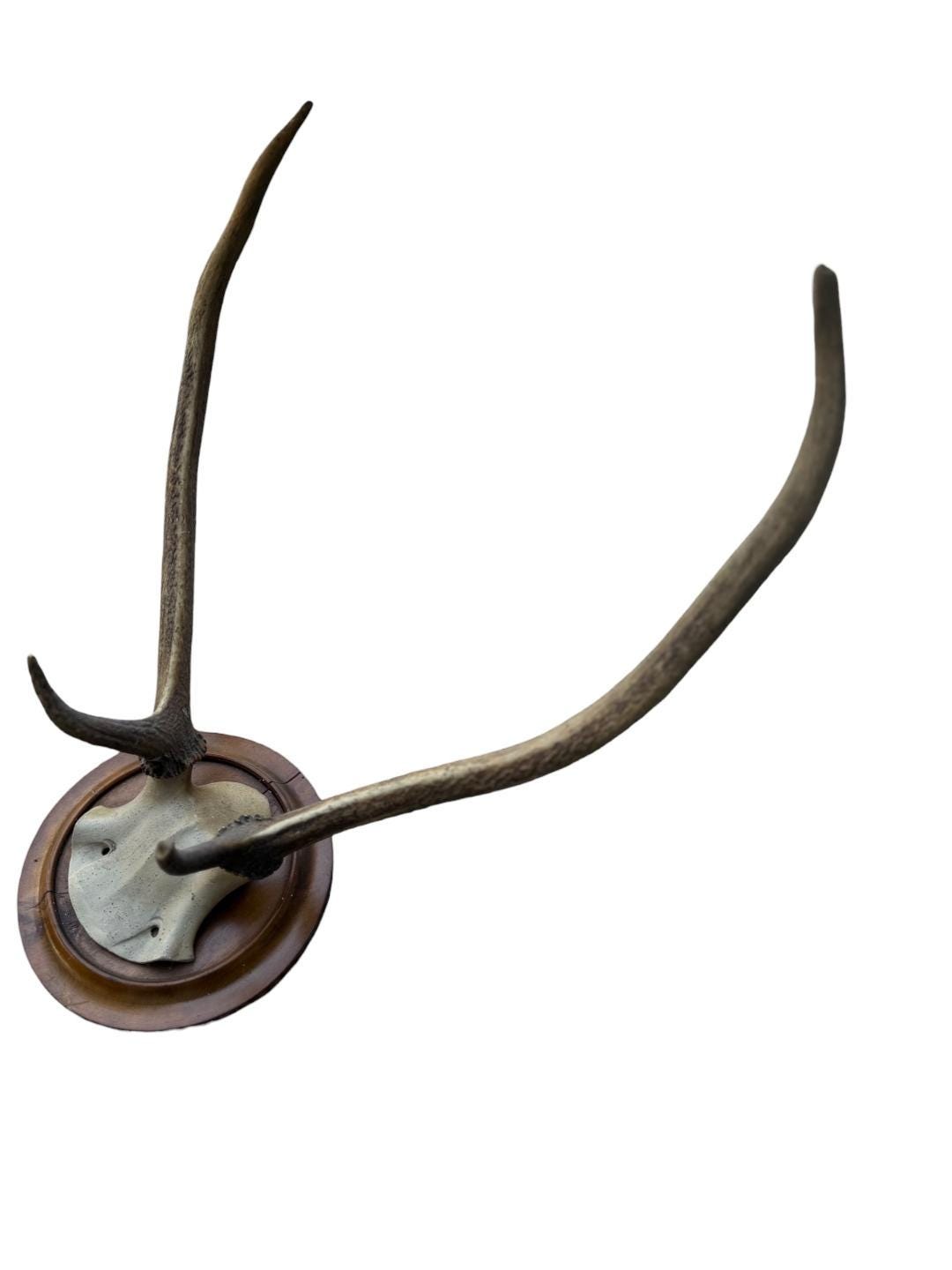 Red Deer Hunting Trophy, Black Forest Antlers, 1800s