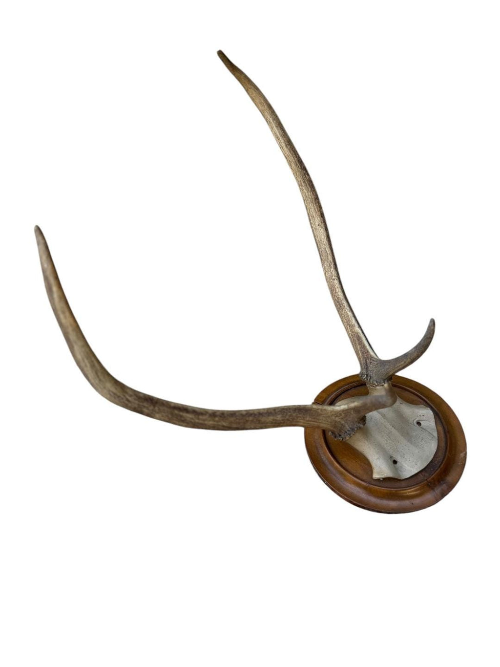Red Deer Hunting Trophy, Black Forest Antlers, 1800s