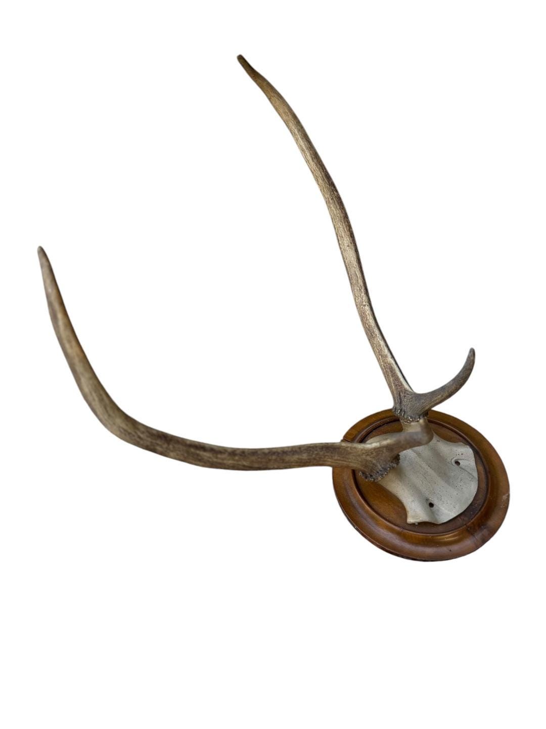 Red Deer Hunting Trophy, Black Forest Antlers, 1800s
