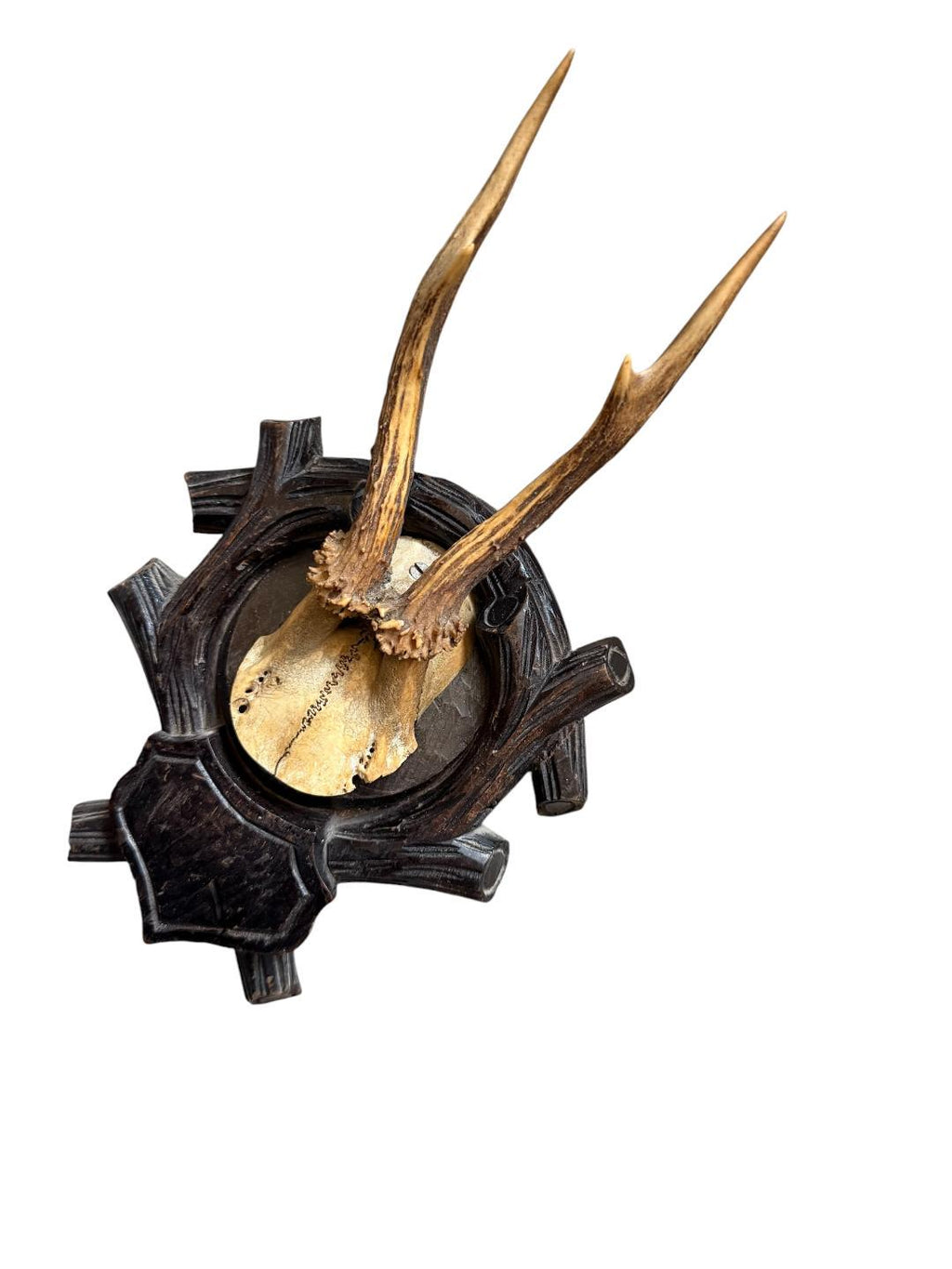 Roe Deer Trophy 161, Black Forest Antlers Mount, 1900s