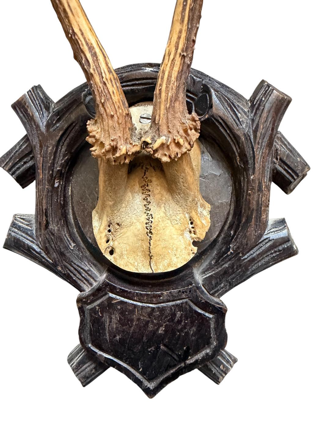 Roe Deer Trophy 161, Black Forest Antlers Mount, 1900s