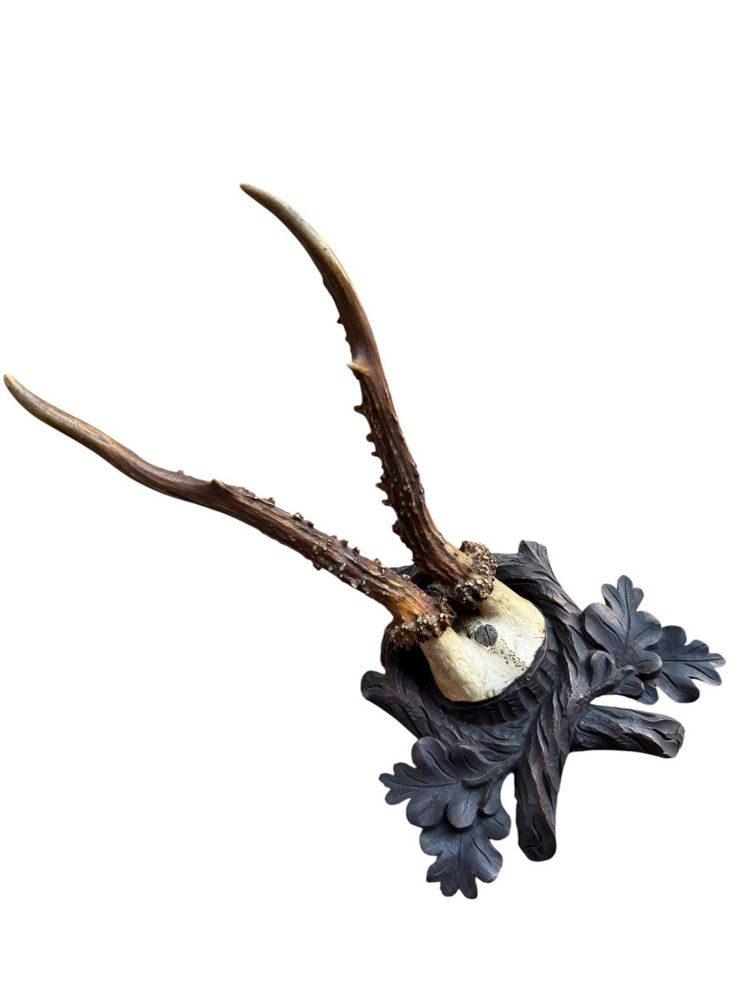 Roe Deer Trophy 162, Black Forest Antlers Mount, 1900s