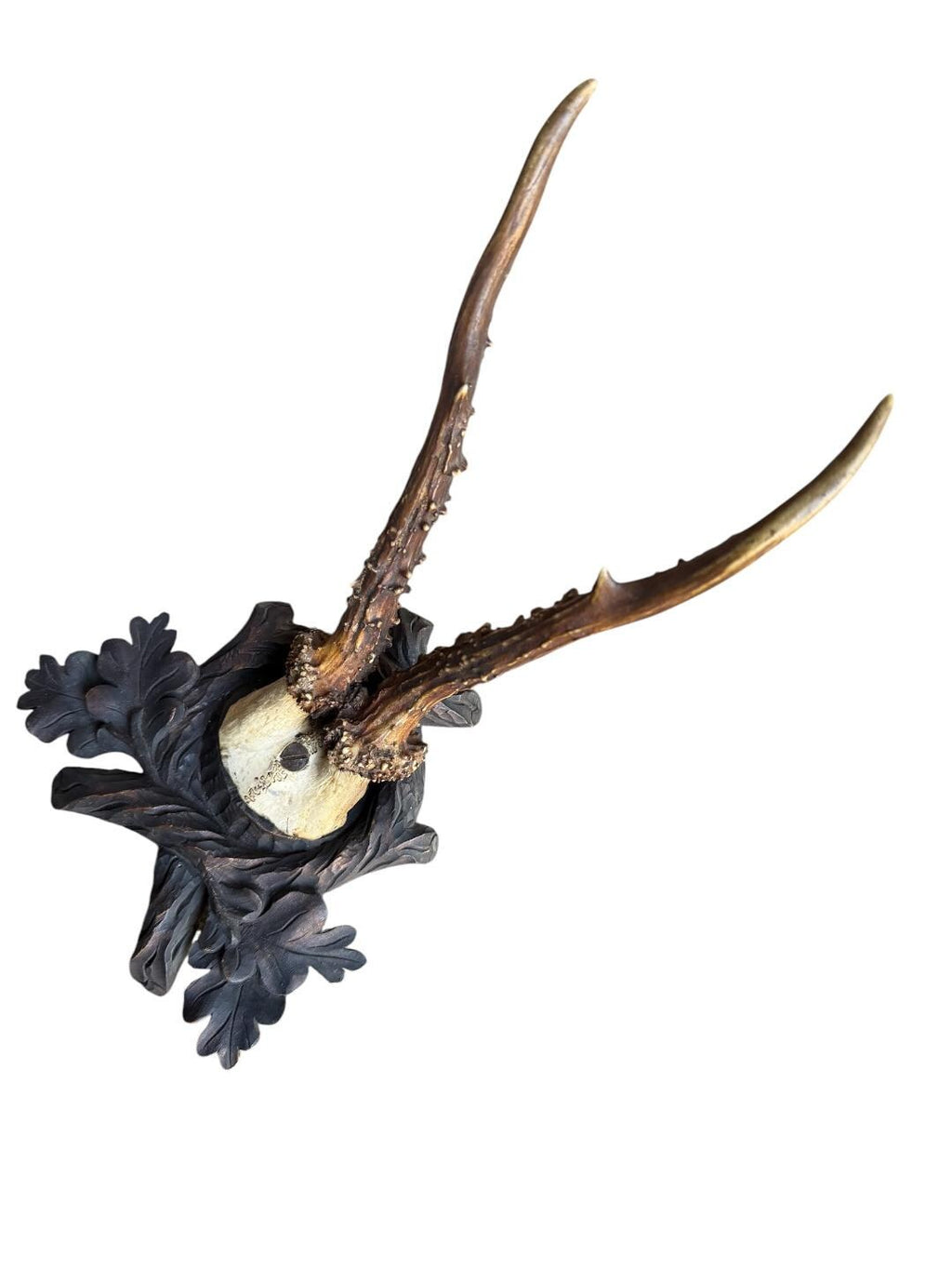 Roe Deer Trophy 162, Black Forest Antlers Mount, 1900s