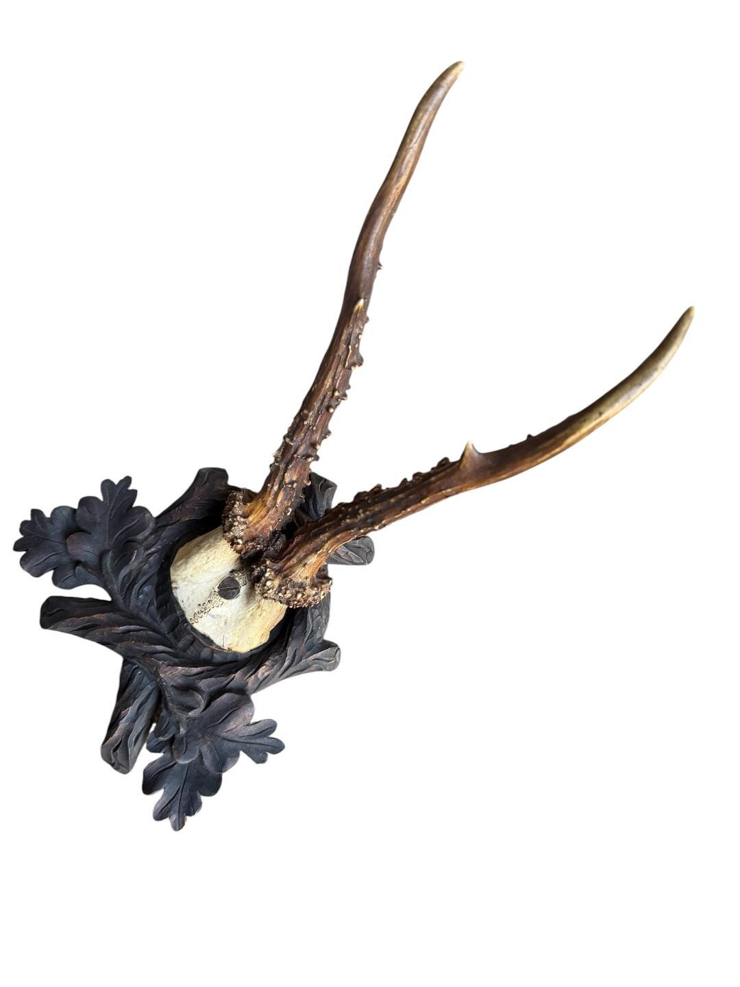Roe Deer Trophy 162, Black Forest Antlers Mount, 1900s