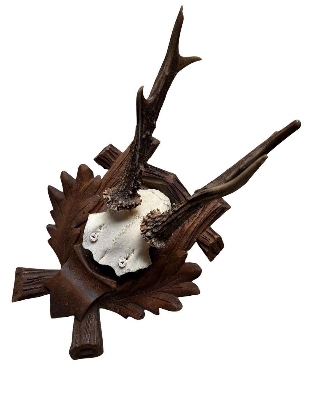 Roe Deer Trophy 182, Black Forest Antlers, Oak Leaf Plaque
