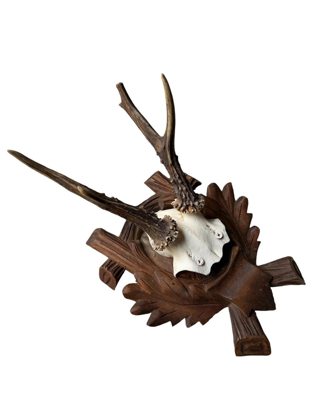 Roe Deer Trophy 182, Black Forest Antlers, Oak Leaf Plaque