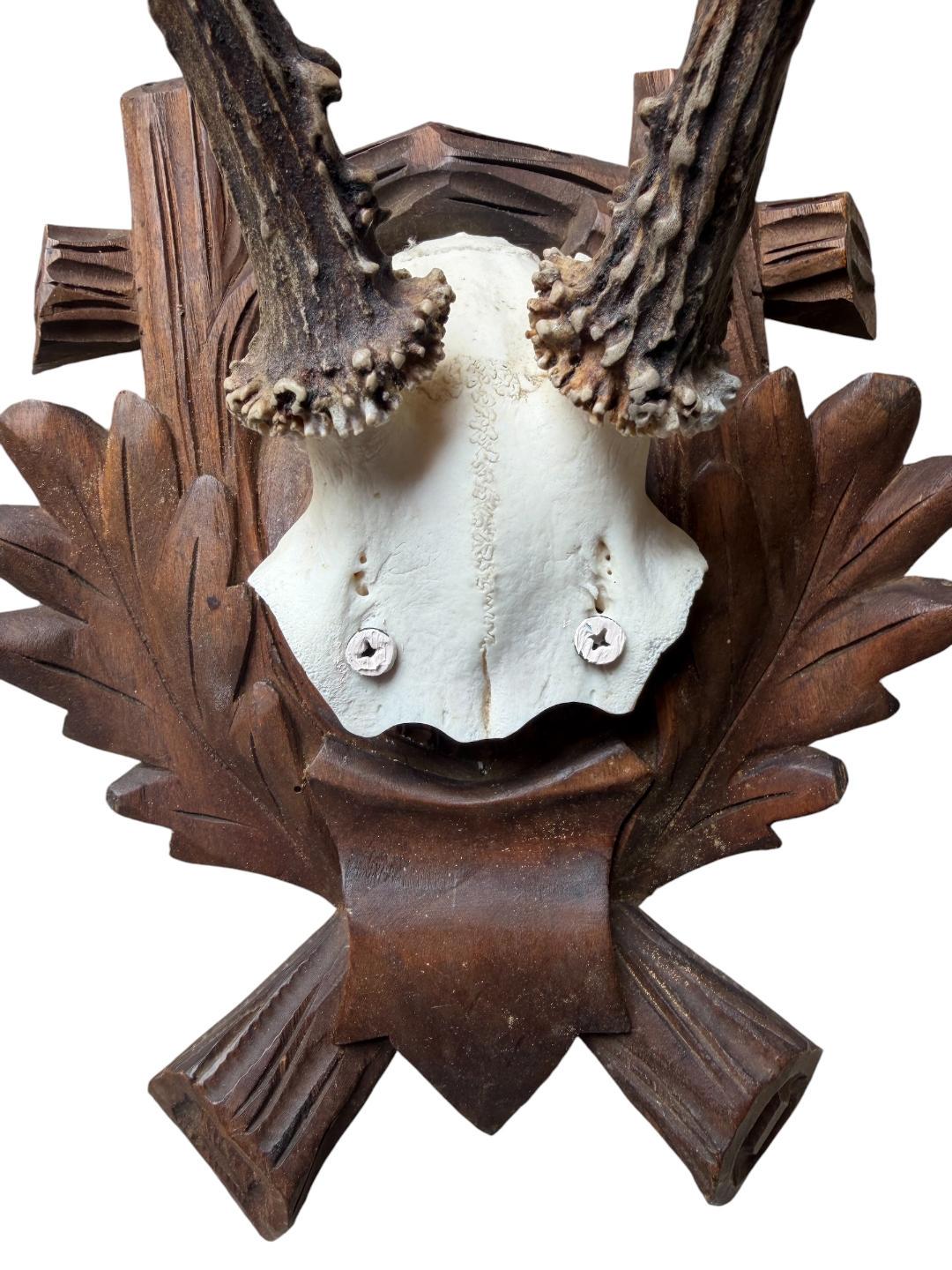 Roe Deer Trophy 182, Black Forest Antlers, Oak Leaf Plaque