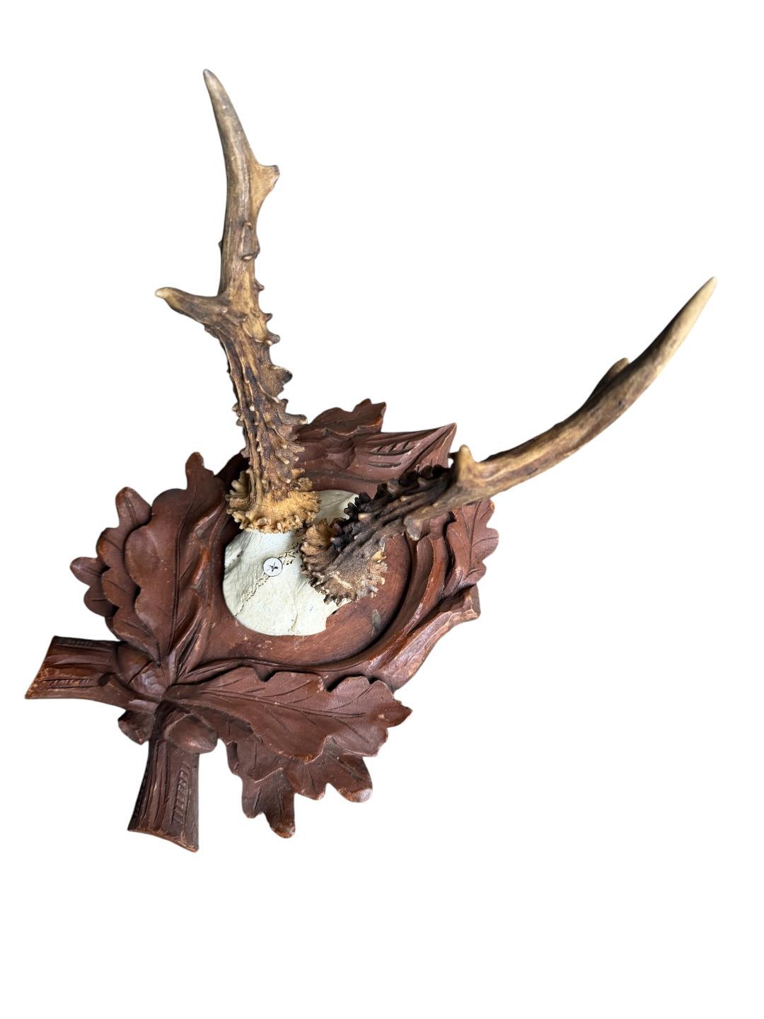 Roe Deer Trophy 183, Black Forest Antlers, Acorn Oak Leaf Plaque