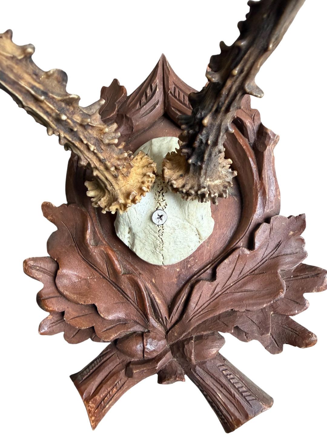 Roe Deer Trophy 183, Black Forest Antlers, Acorn Oak Leaf Plaque