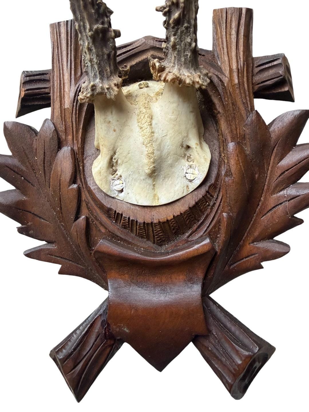 Roe Deer Trophy 184, Black Forest Antlers, Oak Leaf Plaque