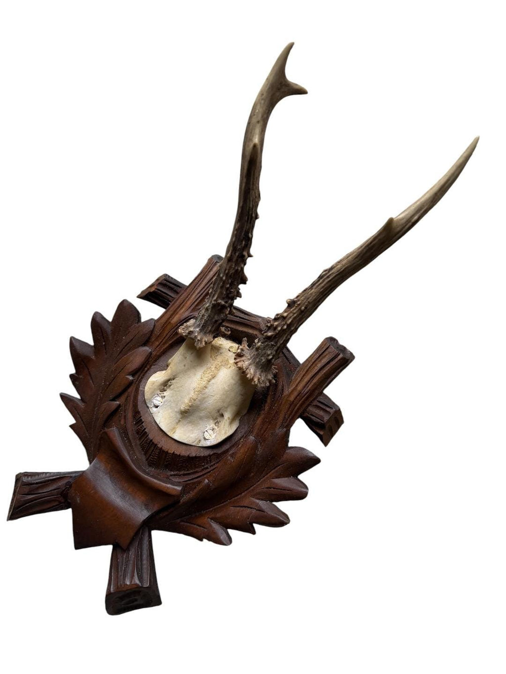 Roe Deer Trophy 184, Black Forest Antlers, Oak Leaf Plaque