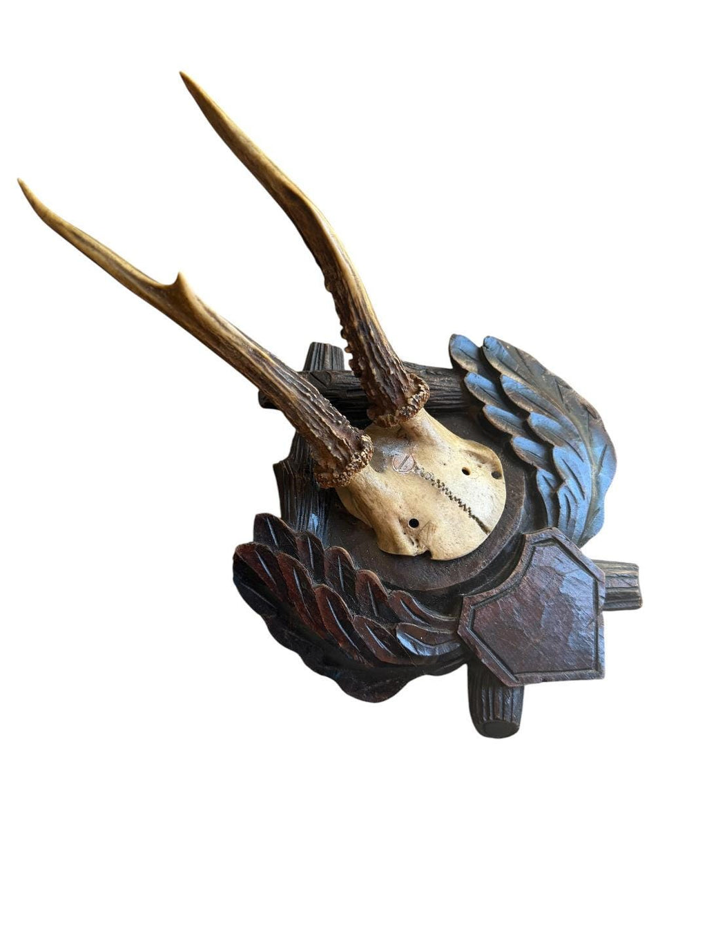 Roe Deer Trophy 171, Black Forest Antlers Mount, Circa 1899