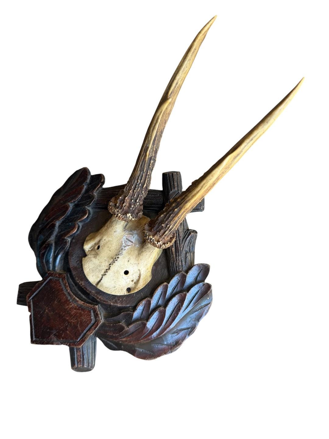 Roe Deer Trophy 171, Black Forest Antlers Mount, Circa 1899