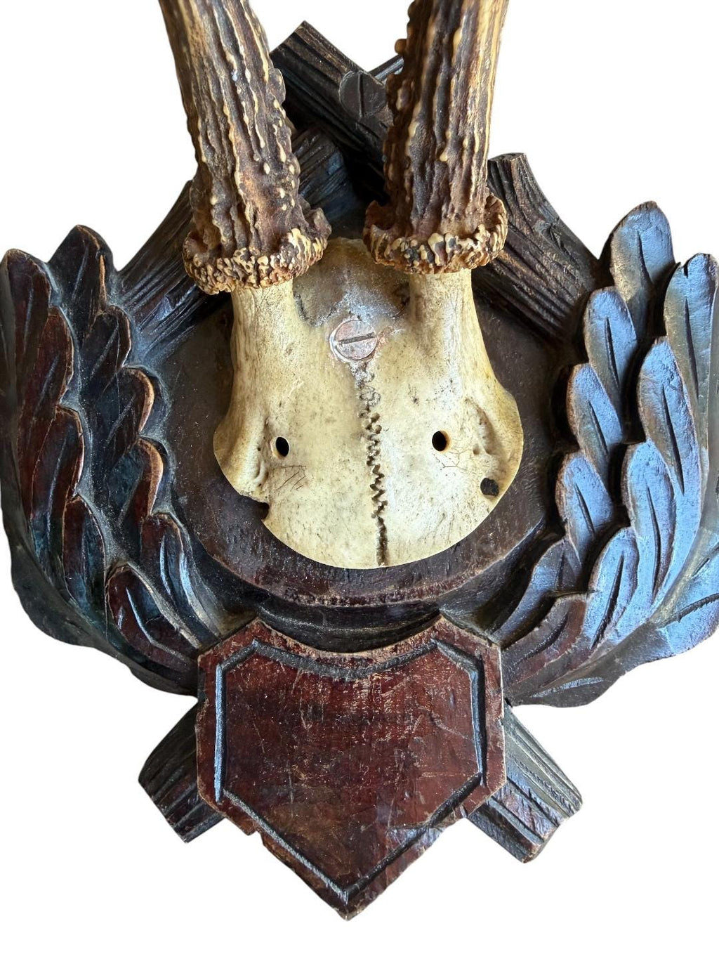 Roe Deer Trophy 171, Black Forest Antlers Mount, Circa 1899