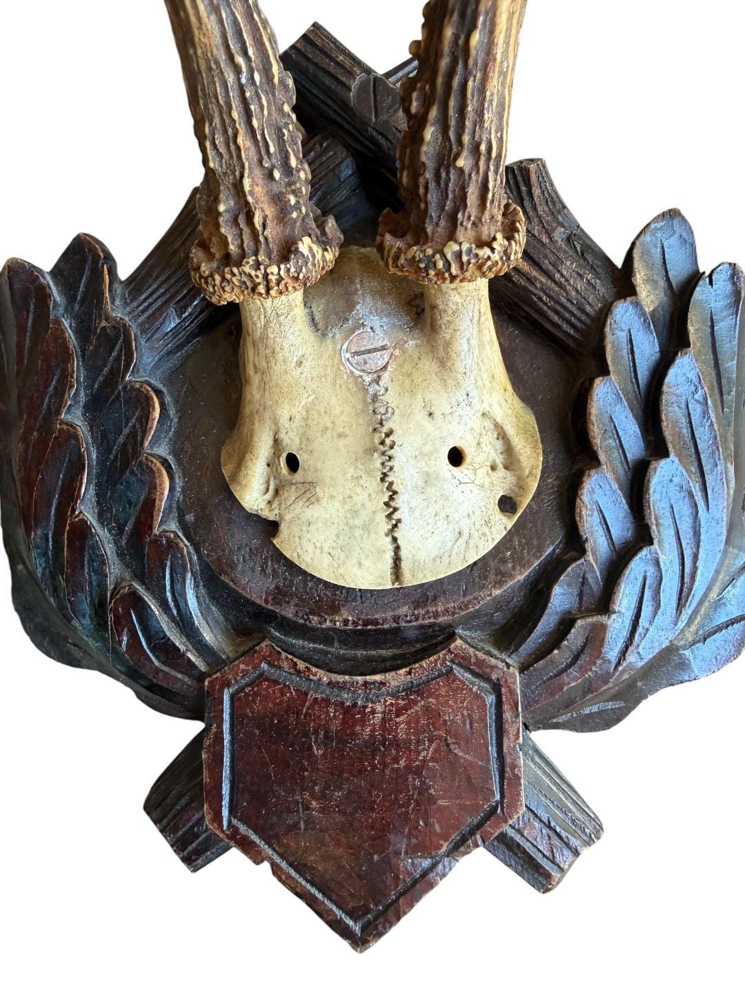 Roe Deer Trophy 171, Black Forest Antlers Mount, Circa 1899