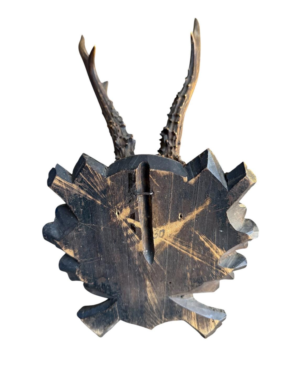 Roe Deer Trophy 175, Black Forest Antlers Mount, 1900s