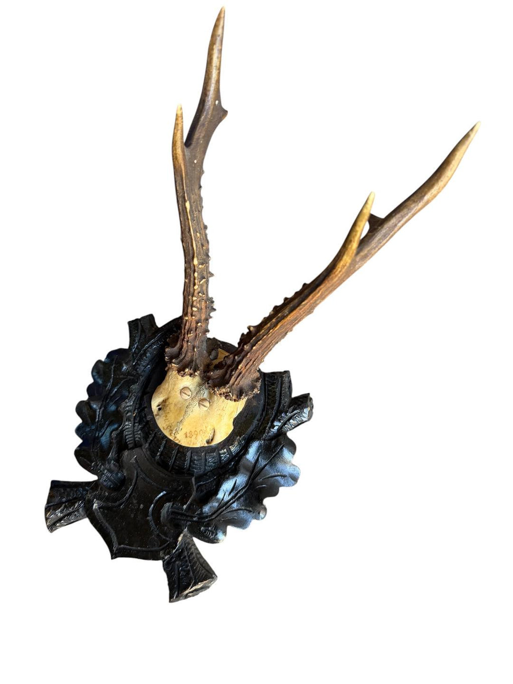 Roe Deer Trophy 175, Black Forest Antlers Mount, 1900s