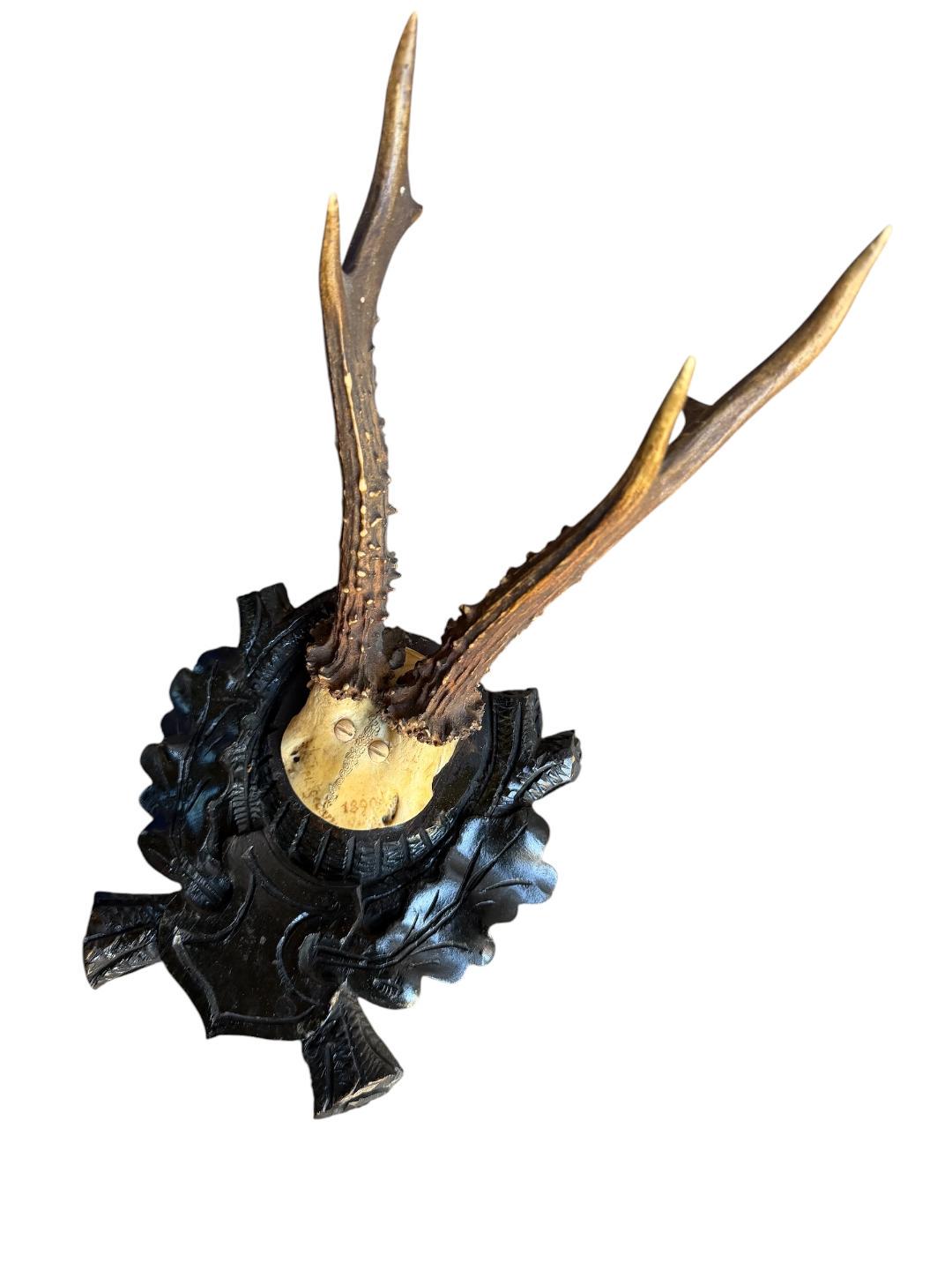 Roe Deer Trophy 175, Black Forest Antlers Mount, 1900s