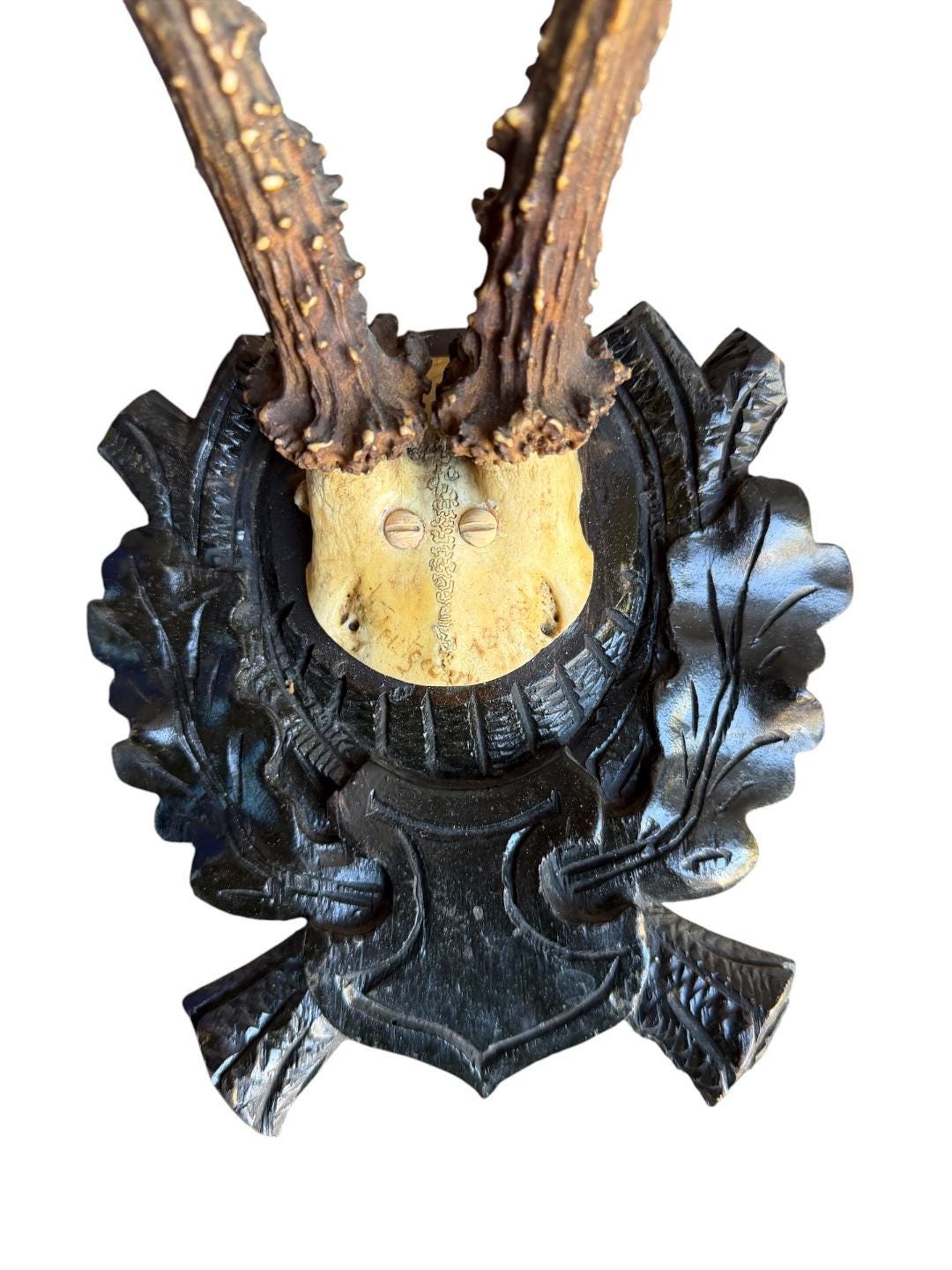 Roe Deer Trophy 175, Black Forest Antlers Mount, 1900s