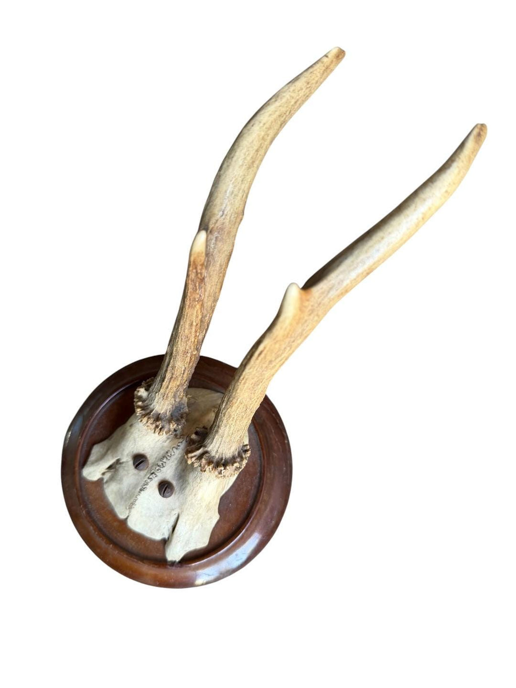 Roe Deer Trophy 189, Black Forest Antlers, 1930s