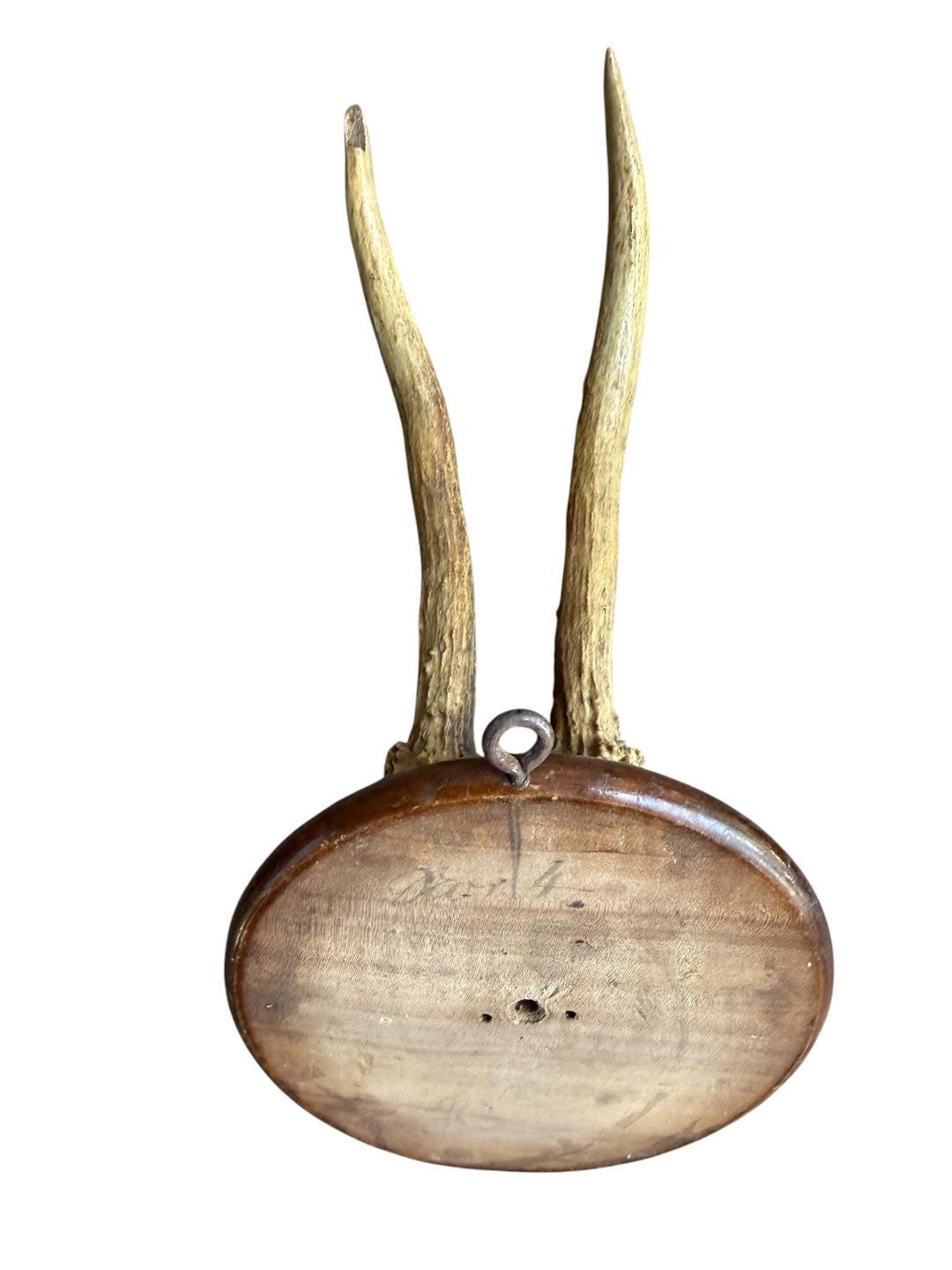 Roe Deer Trophy 189, Black Forest Antlers, 1930s