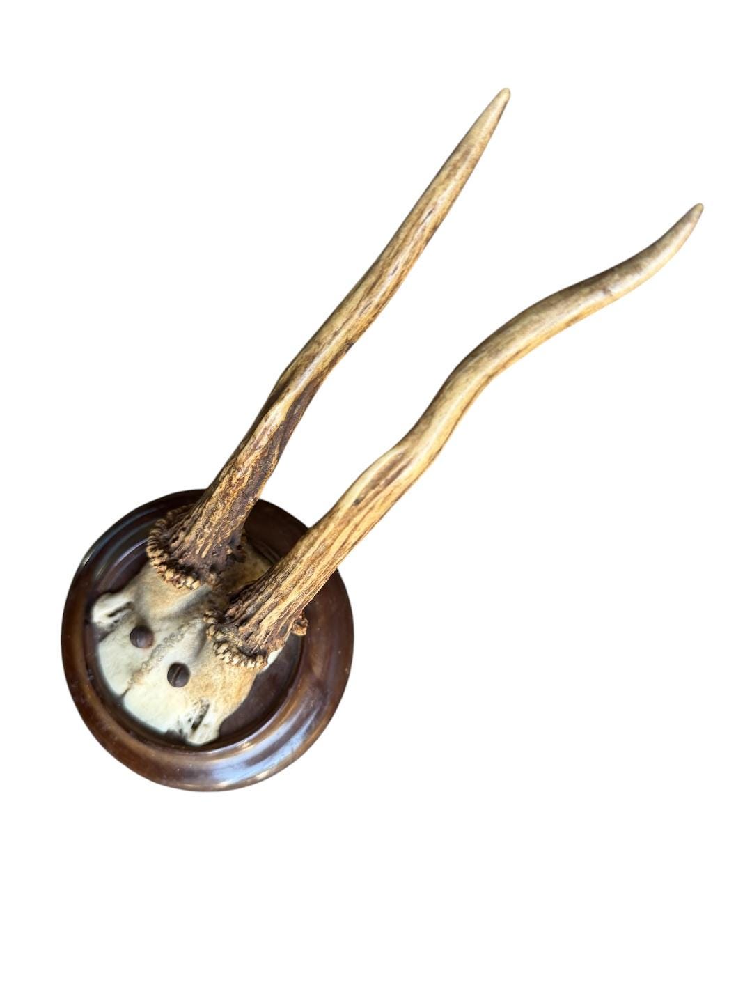 Roe Deer Trophy 190, Black Forest Antlers, 1930s