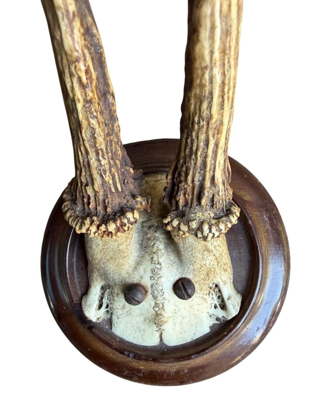 Roe Deer Trophy 190, Black Forest Antlers, 1930s