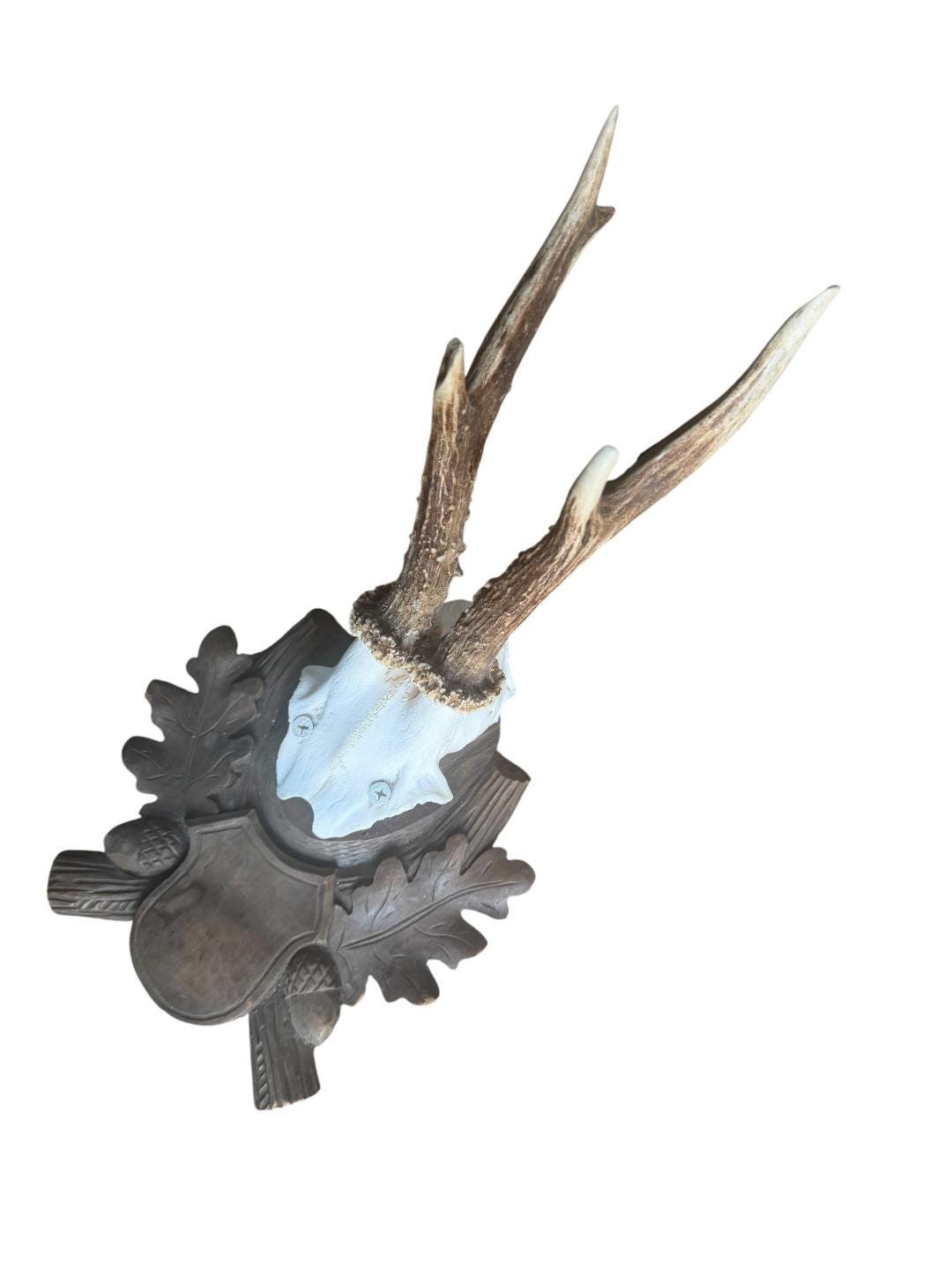 Roe Deer Trophy 195, Black Forest Antlers, 1930s
