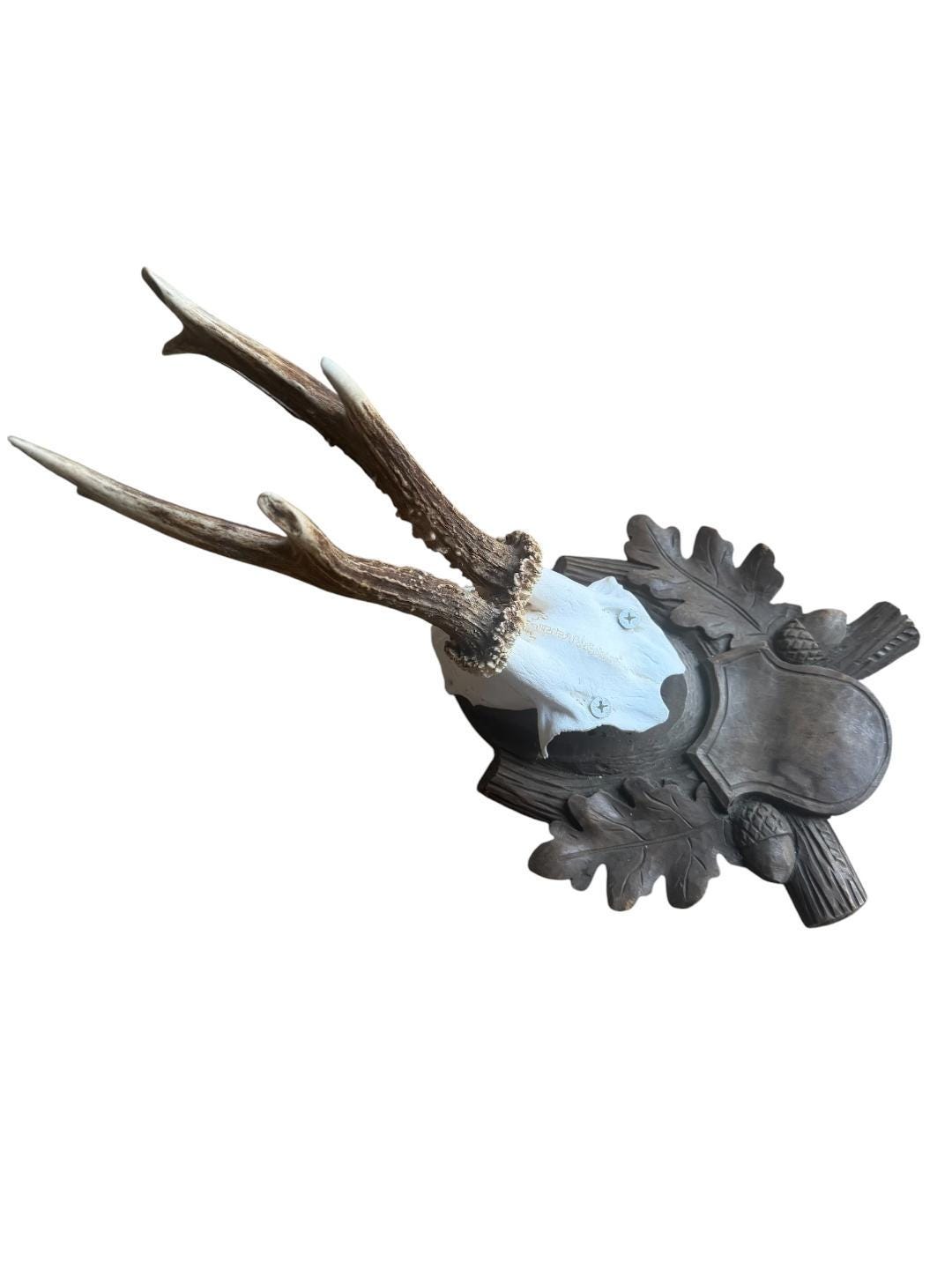 Roe Deer Trophy 195, Black Forest Antlers, 1930s
