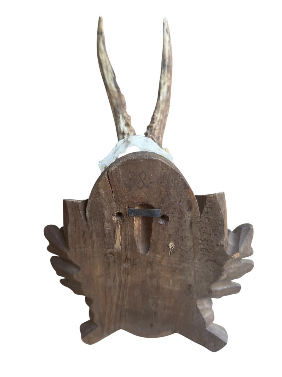 Roe Deer Trophy 195, Black Forest Antlers, 1930s