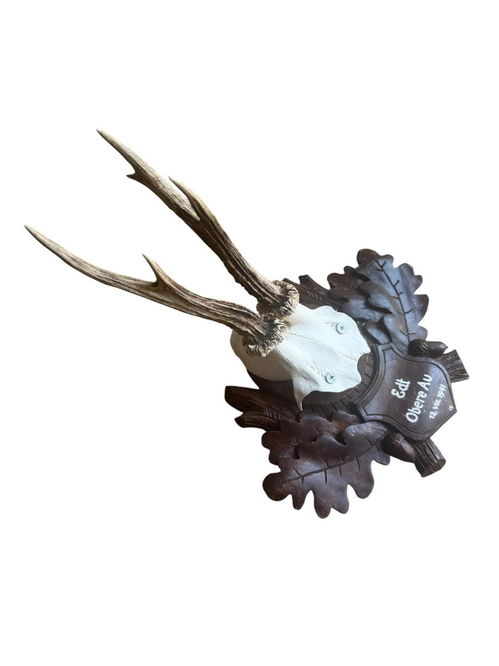 Roe Deer Trophy 196, Black Forest Antlers, 1930s