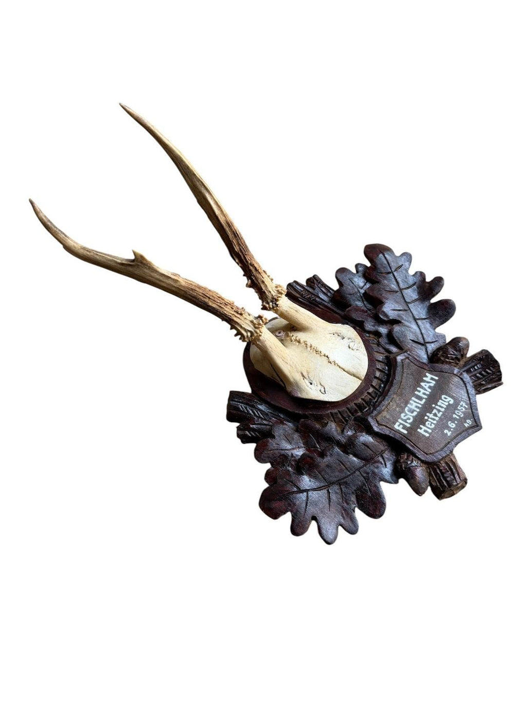 Roe Deer Trophy 197, Black Forest Antlers Mount, 1930s