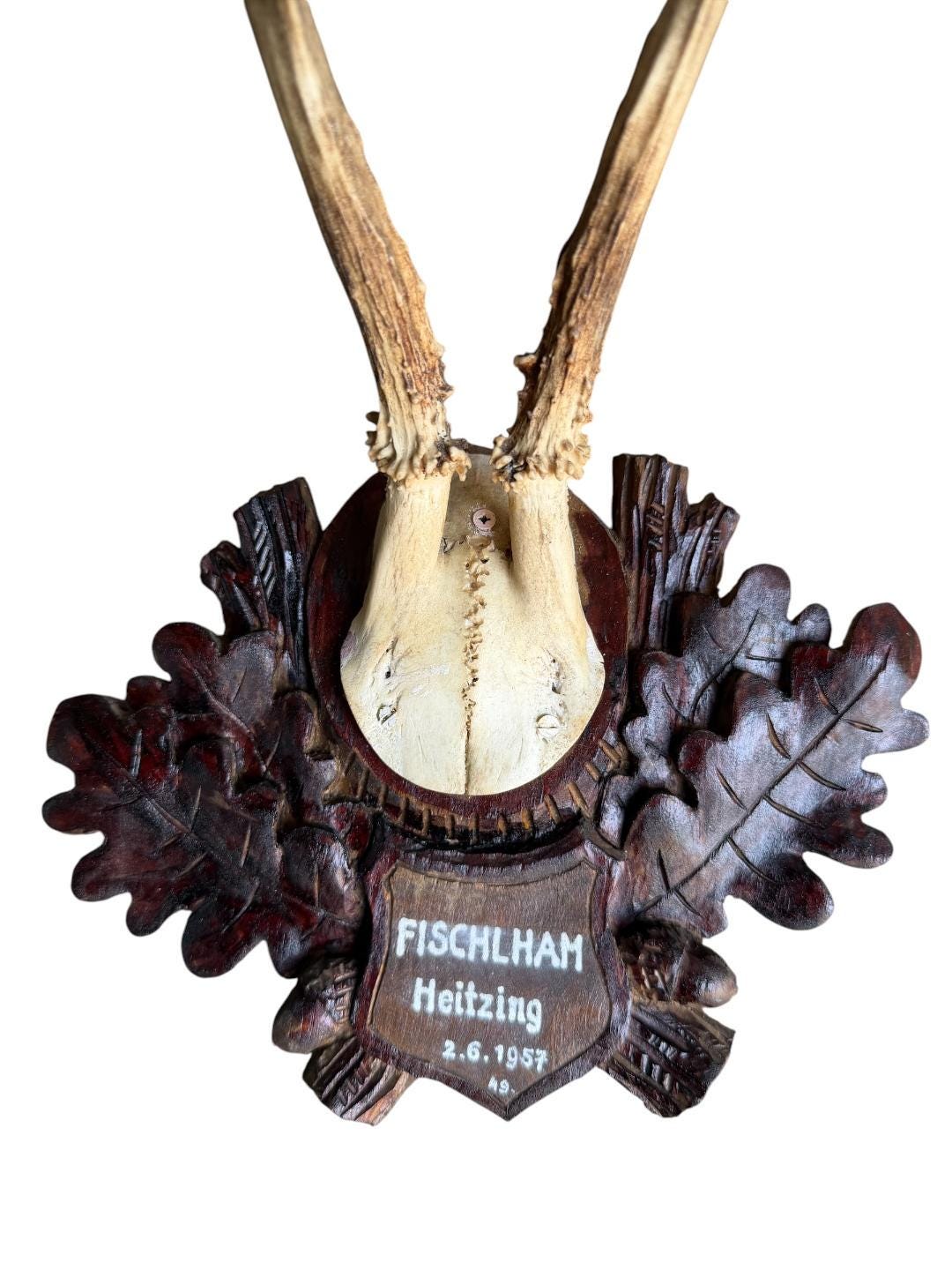 Roe Deer Trophy 197, Black Forest Antlers Mount, 1930s