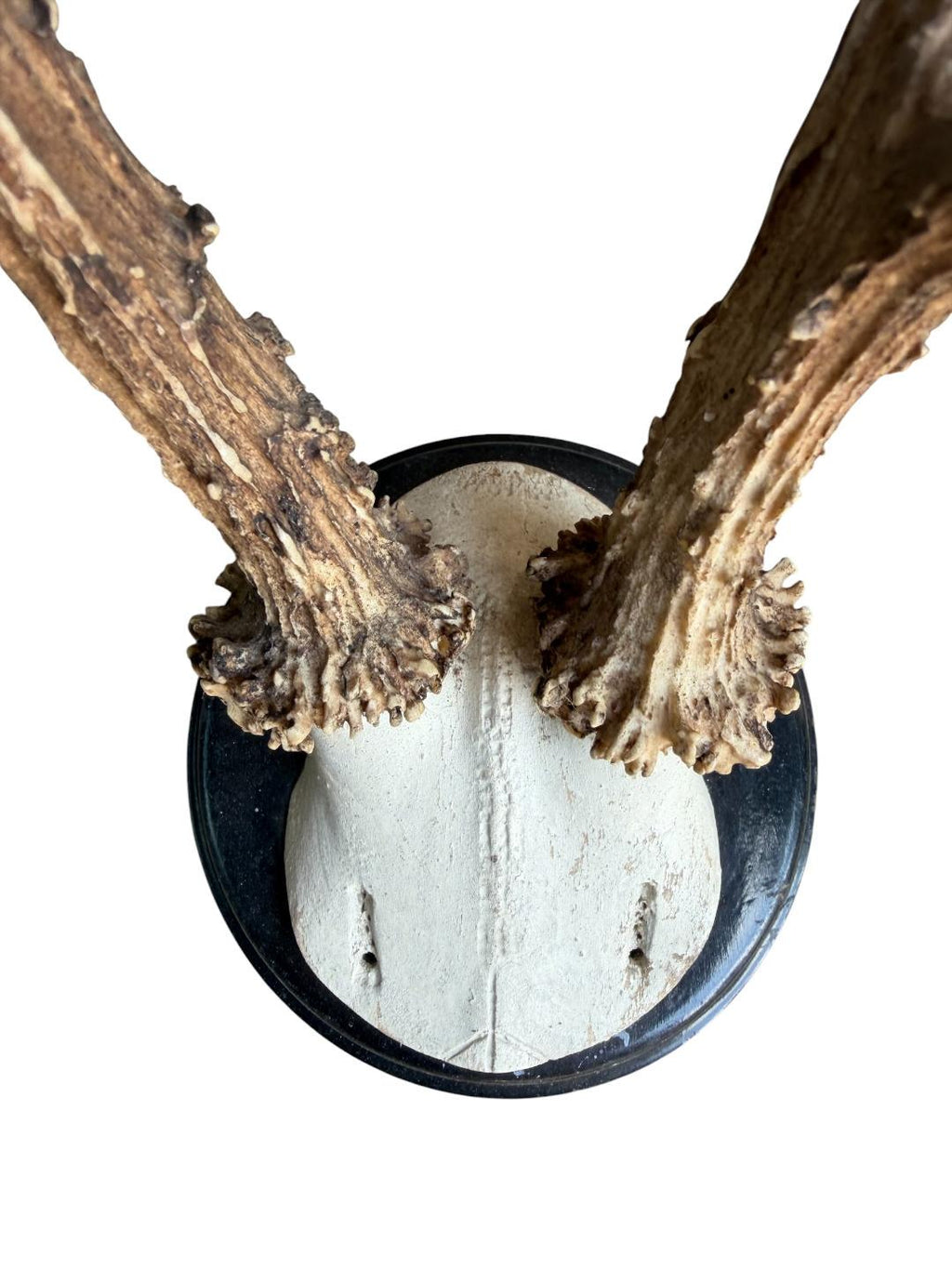 Roe Deer Trophy 205, Black Forest Antlers, Shiny Black Plaque