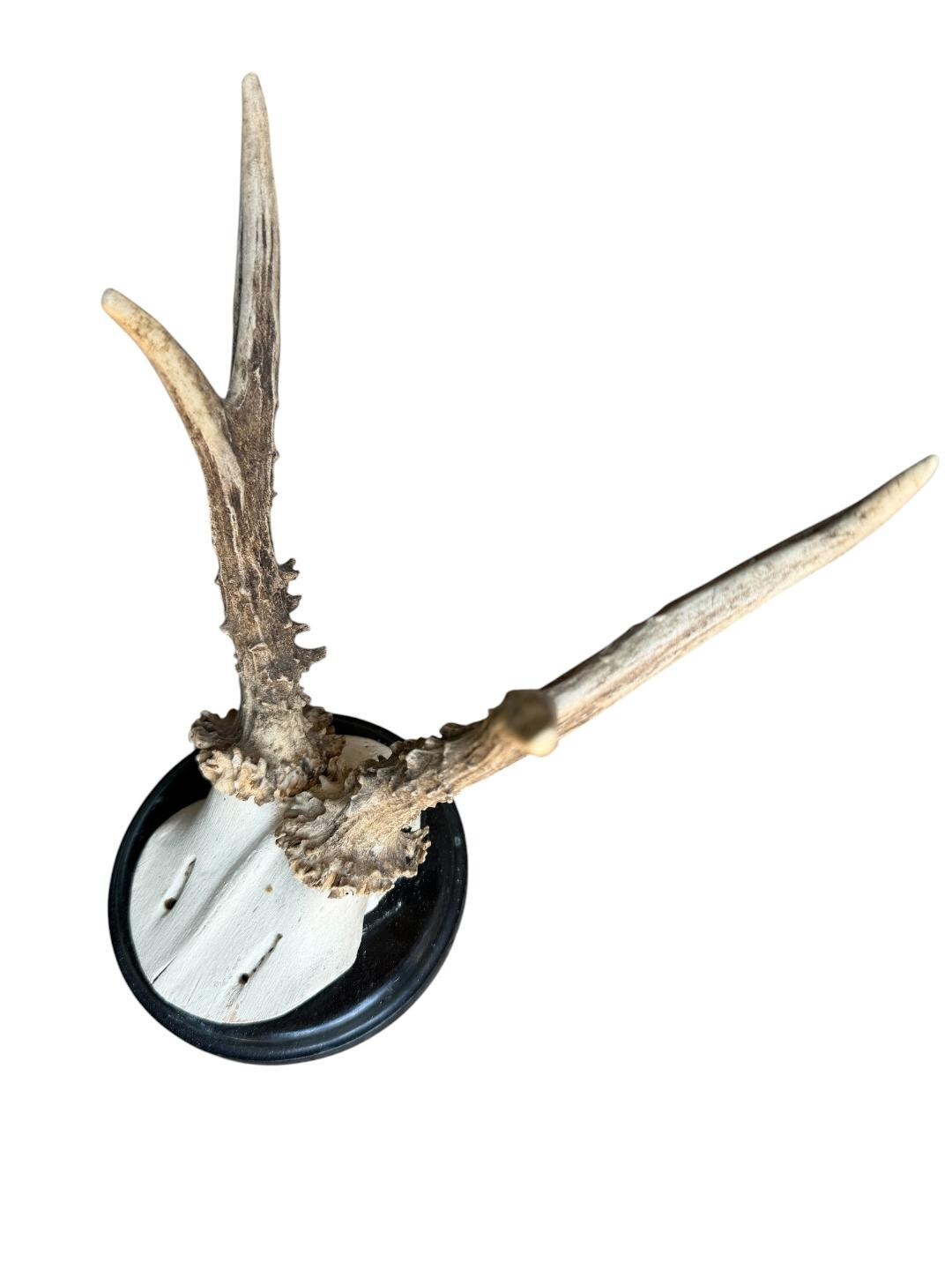 Roe Deer Trophy 206, Black Forest Antlers, Shiny Black Plaque