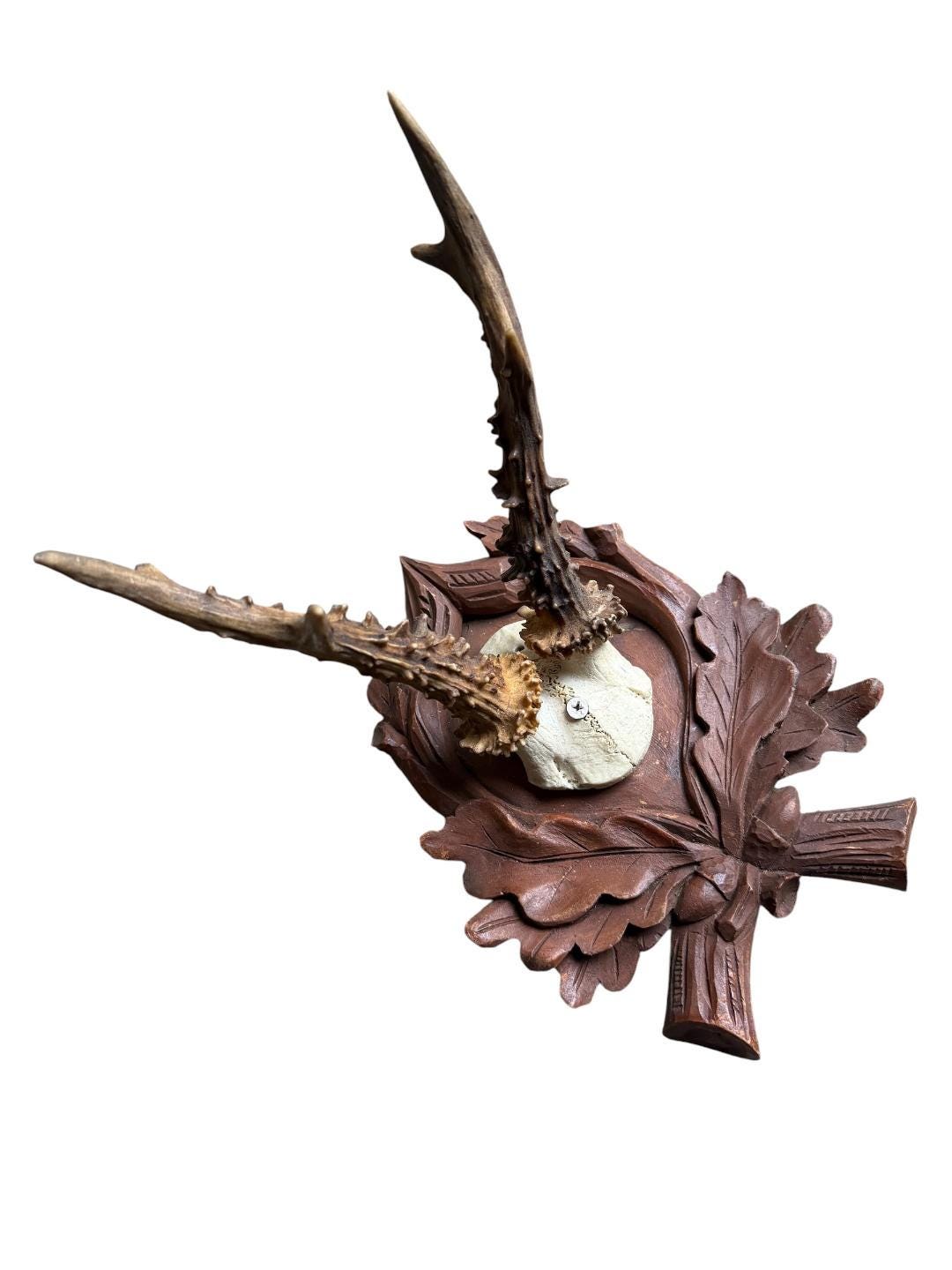 Roe Deer Trophy 183, Black Forest Antlers, Acorn Oak Leaf Plaque