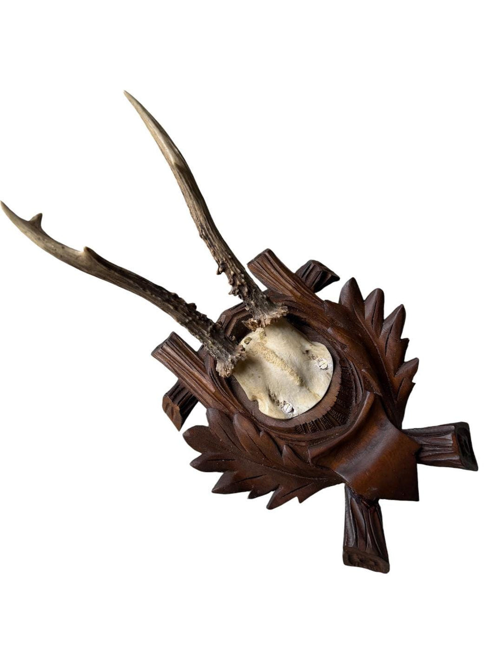 Roe Deer Trophy 184, Black Forest Antlers, Oak Leaf Plaque