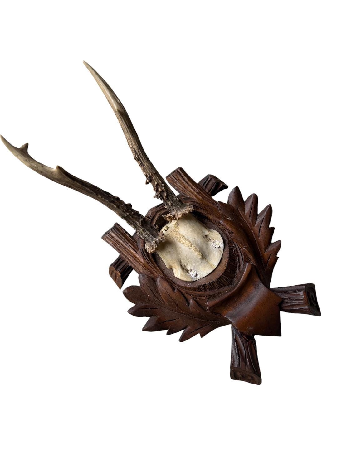 Roe Deer Trophy 184, Black Forest Antlers, Oak Leaf Plaque