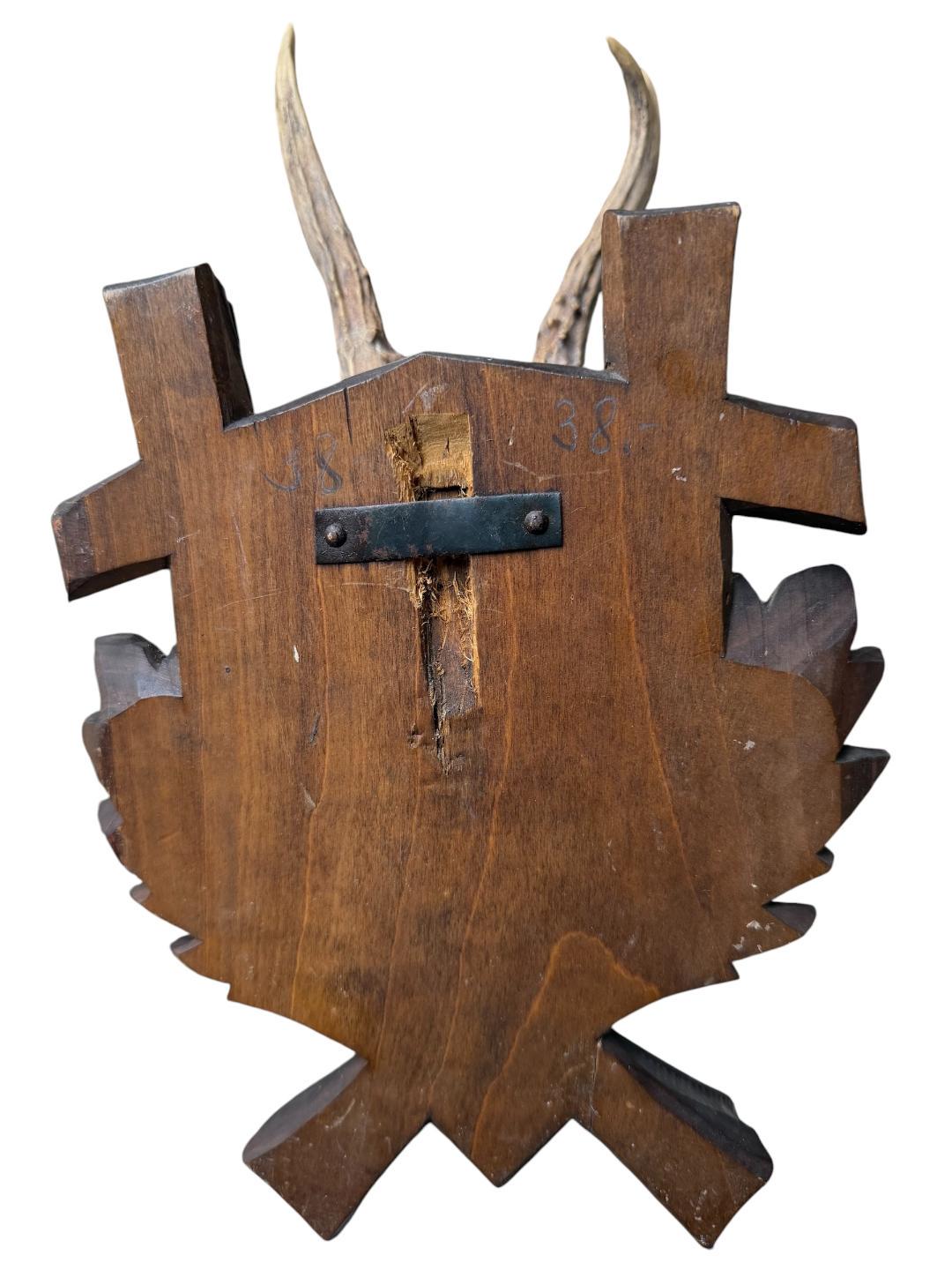Roe Deer Trophy 184, Black Forest Antlers, Oak Leaf Plaque