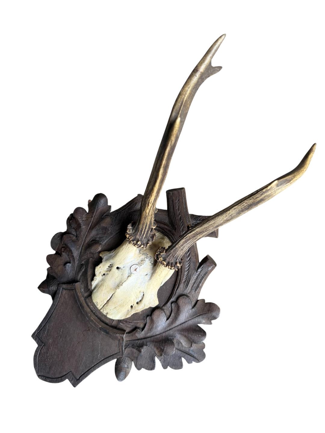 Roe Deer Trophy 180, Black Forest Antlers, Acorn Oak Leaf Plaque