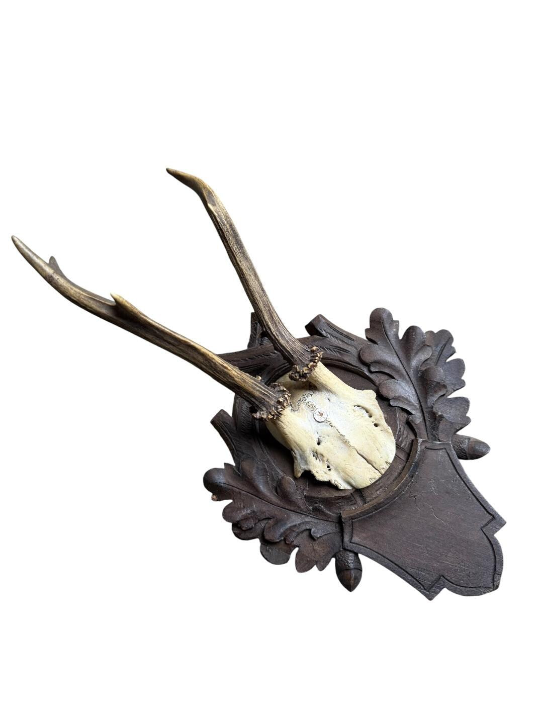 Roe Deer Trophy 180, Black Forest Antlers, Acorn Oak Leaf Plaque