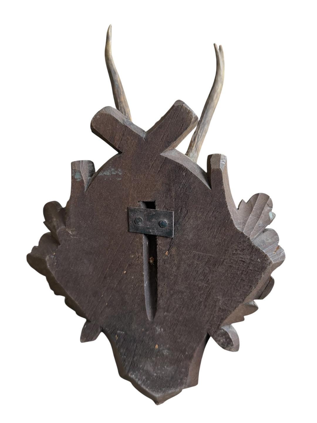 Roe Deer Trophy 180, Black Forest Antlers, Acorn Oak Leaf Plaque