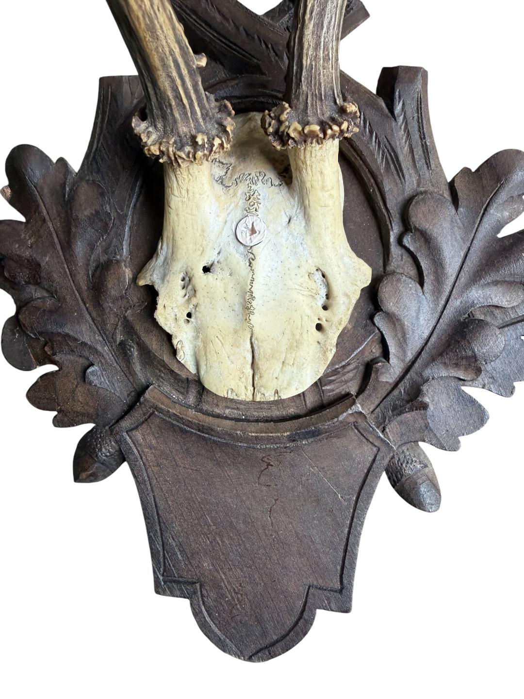 Roe Deer Trophy 180, Black Forest Antlers, Acorn Oak Leaf Plaque