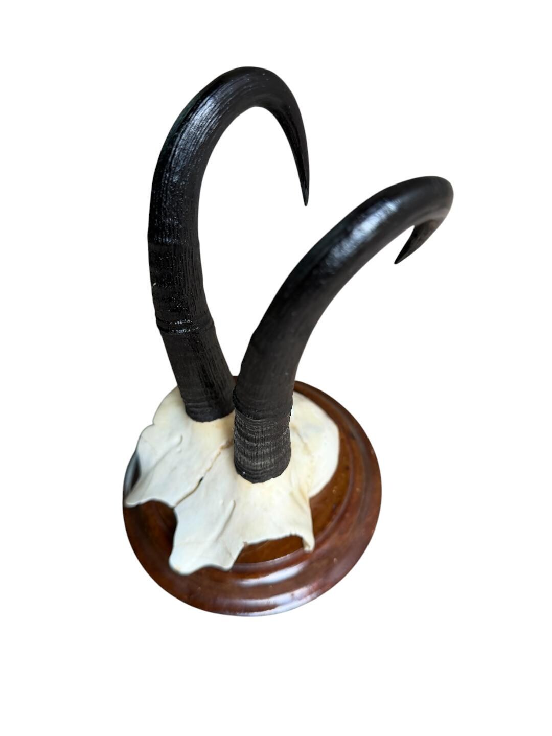 Chamois Goat Trophy 216, Black Forest Horns, 1980s