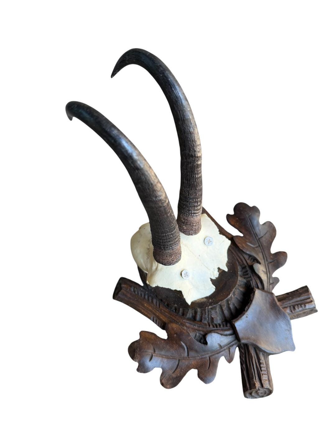 Chamois Goat Trophy 222, Black Forest Horns, 1980s